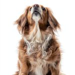 Ethical Dog Training Books Kindle eBook Pet Care Guide-0