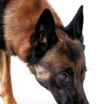Kindle eBook Animal Care Guide English Language Enabled-0