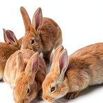 Kindle eBook Rabbit Pet Care Veterinary Medicine English-0