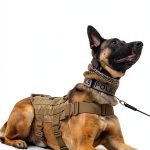 Animal Care eBook English Kindle Store Dog Wolves Rights-0