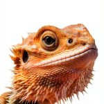 Reptile Amphibian Pet Care eBook English Kindle Store-0