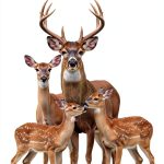 Kindle eBook English Wildlife Mammals Care Pet Guide-0