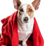 I AM NELSON Dog Care eBook Pet Health Training Guide-0