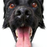 Kindle eBook Animal Care Guide English Language Unlimited-0