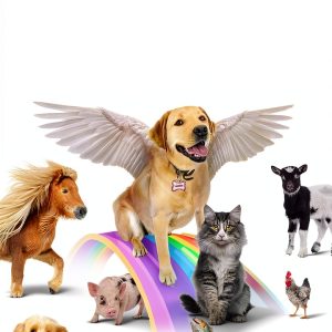 Pet Loss Grief eBook Kindle English 212 Pages-0