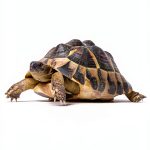 Tortoise Care Guide Kindle Book Reptile Pet Tips English-0