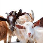 Kindle eBook Animal Care Pet Essays English Language-0