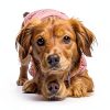 Cyeollo Reversible Dog Coat Fleece Winter Jacket Pet Clothes-5