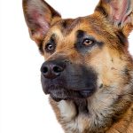 Kindle eBook Animal Care Guide English Language 80 Pages-0