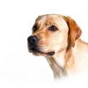lasuroa Reflective Dog Head Collar Pet Supplies-1