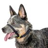 Canny Colossus Giant Breed Dog Head Collar-4