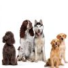BARKLESS Dog Head Collar Plush Design Pull Control-5