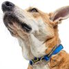 Canny Colossus Giant Breed Dog Head Collar-6