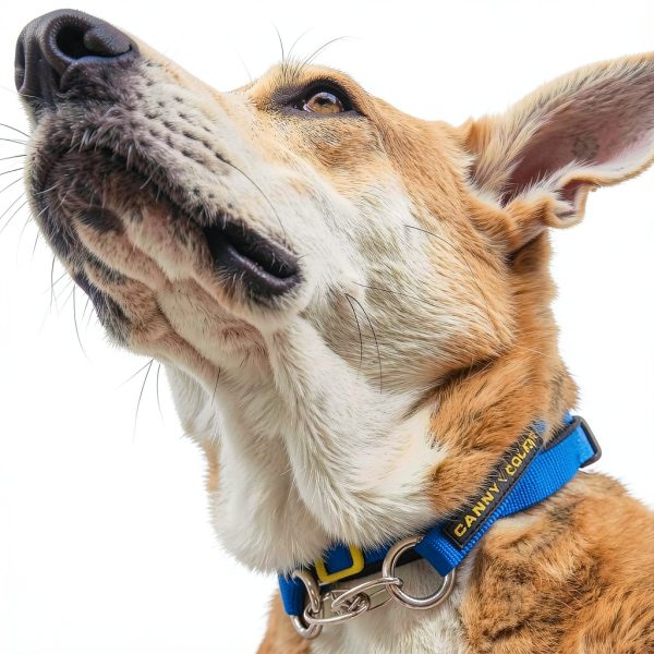 Canny Colossus Giant Breed Dog Head Collar-6